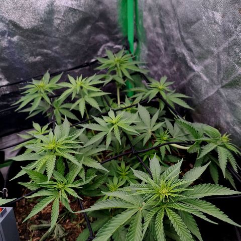 Grapplez  #1 growlog timeline photo