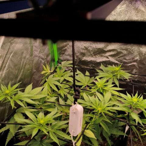 Orange Mints vs Honey Banana  growlog timeline photo