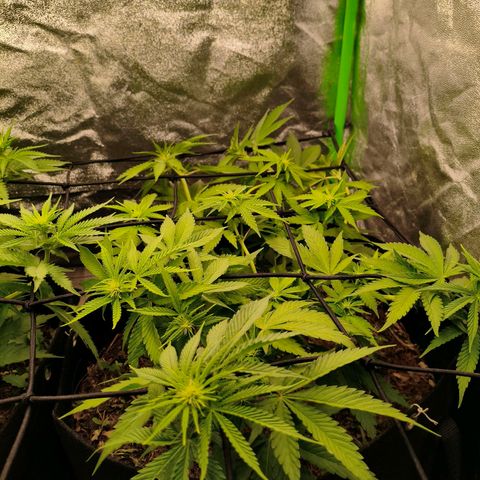 Grapplez  #1 growlog timeline photo