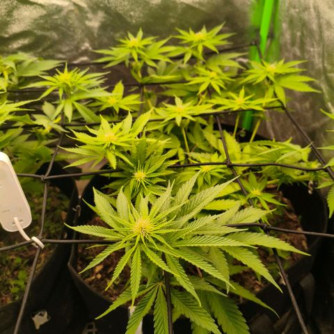 Grapplez  #1 growlog timeline photo