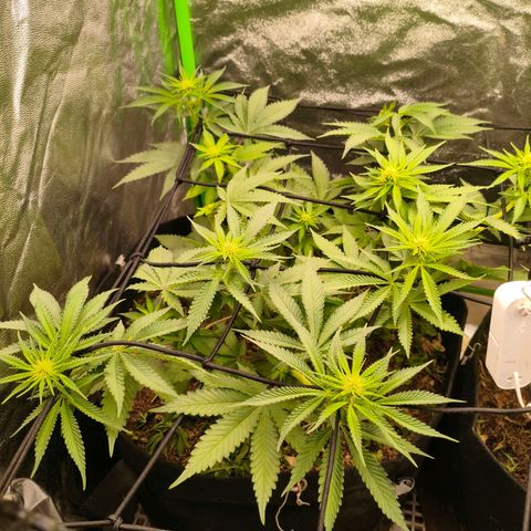Orange Mints vs Honey Banana  growlog timeline photo