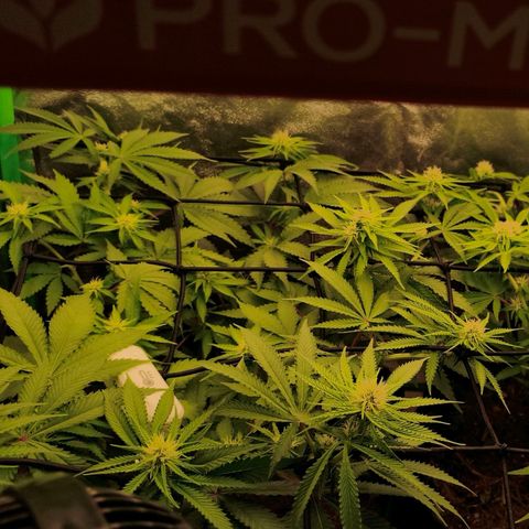 Orange Mints vs Honey Banana  growlog timeline photo