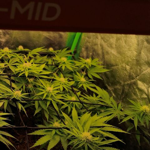 Grapplez  #1 growlog timeline photo