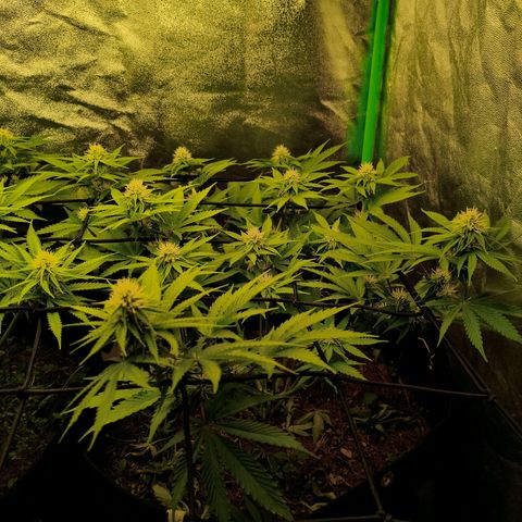 Grapplez  #1 growlog timeline photo