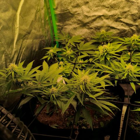 Orange Mints vs Honey Banana  growlog timeline photo