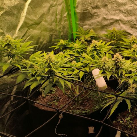 Orange Mints vs Honey Banana  growlog timeline photo