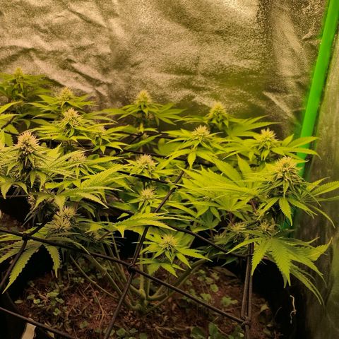 Grapplez  #1 growlog timeline photo