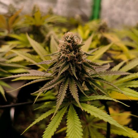 Grapplez  #1 growlog timeline photo