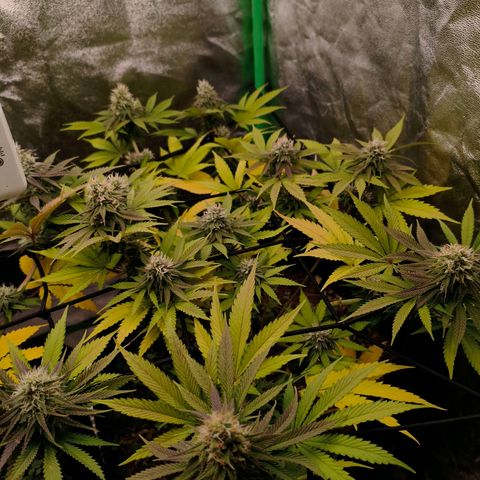 Grapplez  #1 growlog timeline photo
