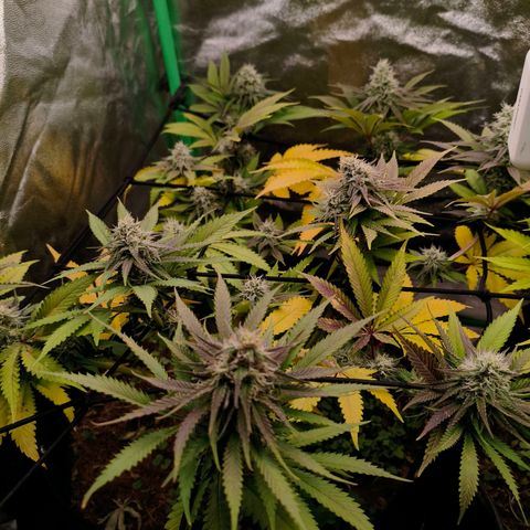 Orange Mints vs Honey Banana  growlog timeline photo