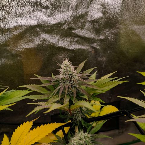 Orange Mints vs Honey Banana  growlog timeline photo