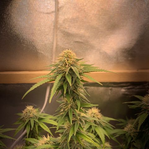 Moby dick  growlog timeline photo