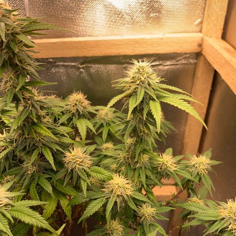 Moby dick  growlog timeline photo