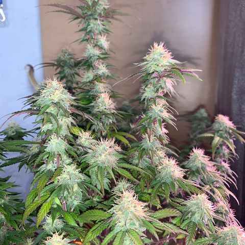 Moby dick  growlog timeline photo