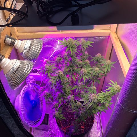 Moby dick  growlog timeline photo