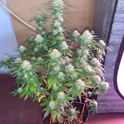 Moby dick  growlog timeline photo