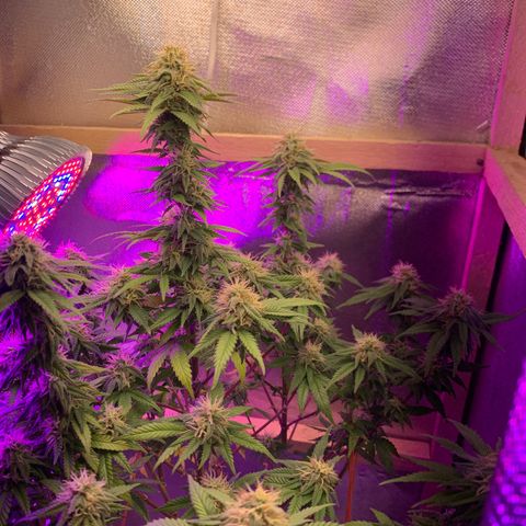 Moby dick  growlog timeline photo