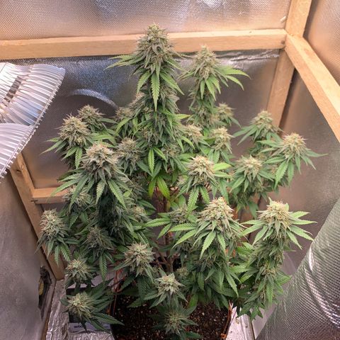 Moby dick  growlog timeline photo