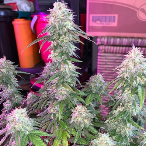 Moby dick  growlog timeline photo