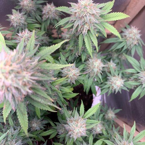 Moby dick  growlog timeline photo