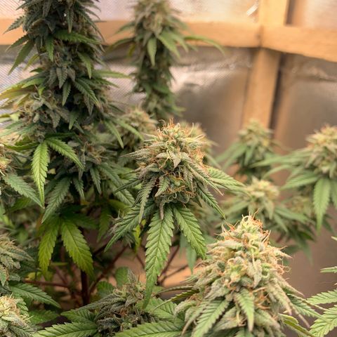 Moby dick  growlog timeline photo