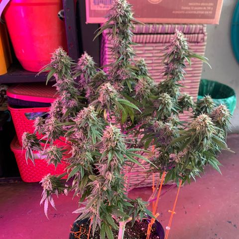 Moby dick  growlog timeline photo