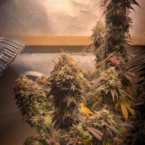 Moby dick  growlog timeline photo