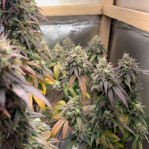 Moby dick  growlog timeline photo