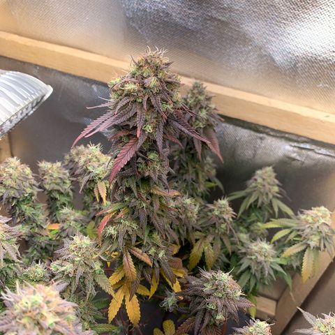 Moby dick  growlog timeline photo