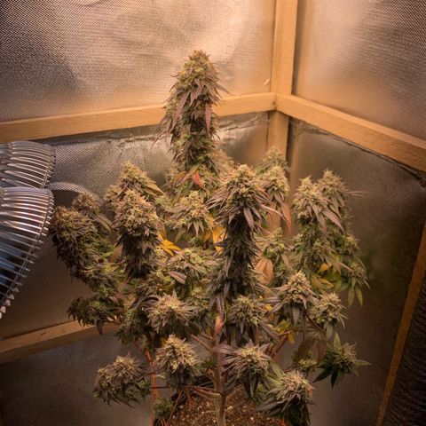 Moby dick  growlog timeline photo