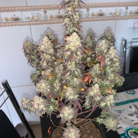 Moby dick  growlog timeline photo