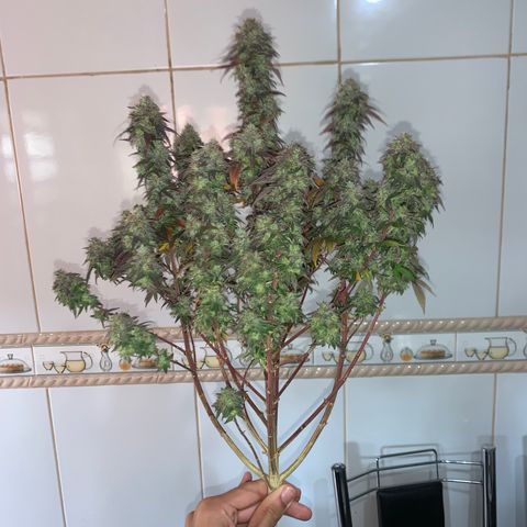 Moby dick  growlog timeline photo