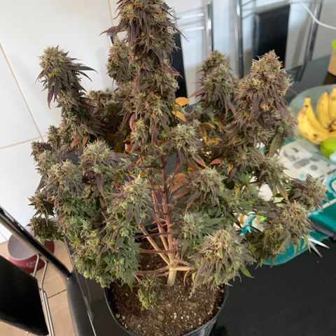 Moby dick  growlog timeline photo