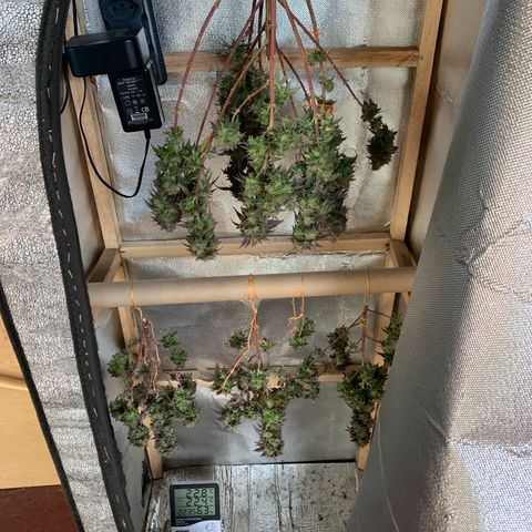 Moby dick  growlog timeline photo