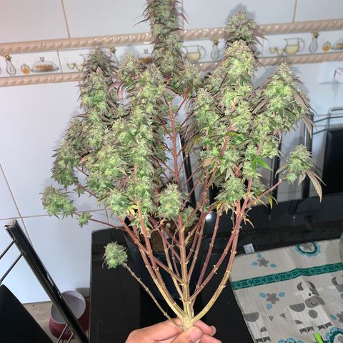 Moby dick  growlog timeline photo