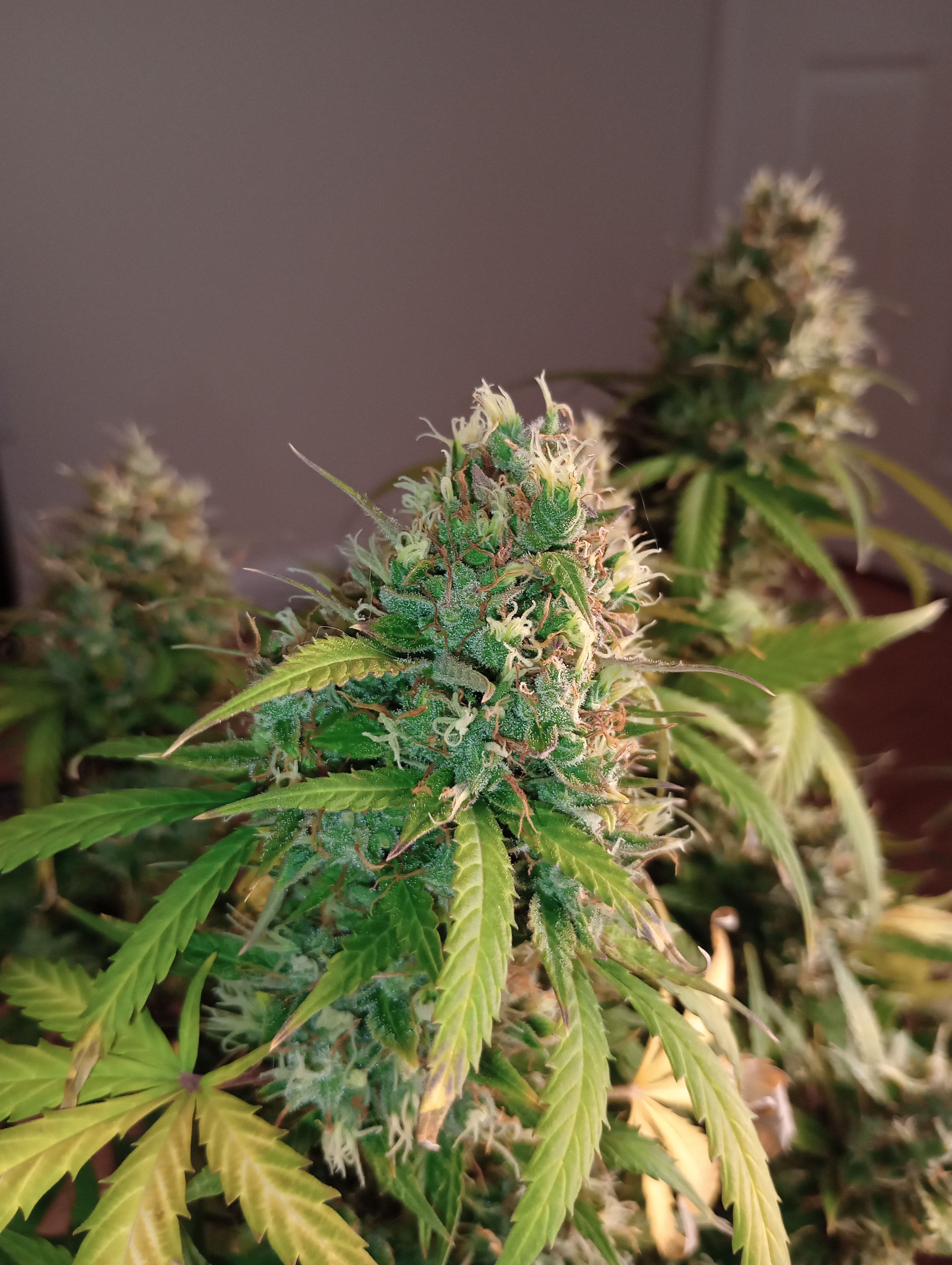 Tangie Auto growlog header