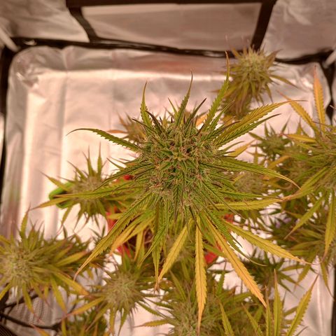 Apple Fritter Automatic growlog timeline photo
