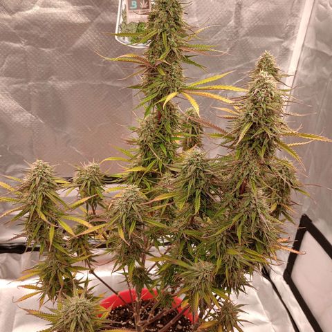 Apple Fritter Automatic growlog timeline photo