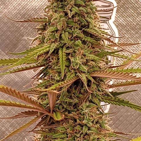 Apple Fritter Automatic growlog timeline photo