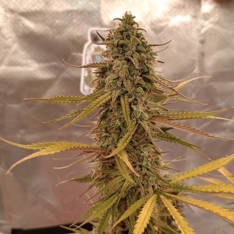 Apple Fritter Automatic growlog timeline photo