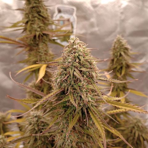 Apple Fritter Automatic growlog timeline photo