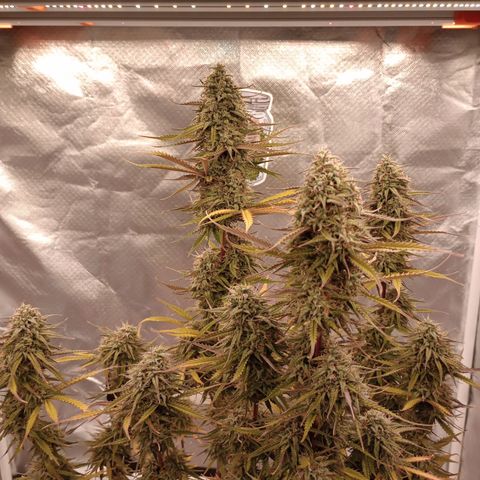 Apple Fritter Automatic growlog timeline photo