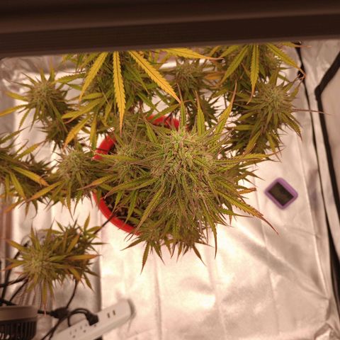 Apple Fritter Automatic growlog timeline photo