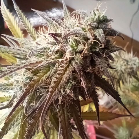Apple Fritter Automatic growlog timeline photo