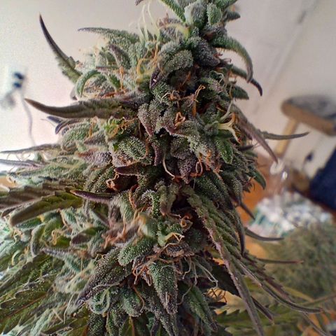 Apple Fritter Automatic growlog timeline photo