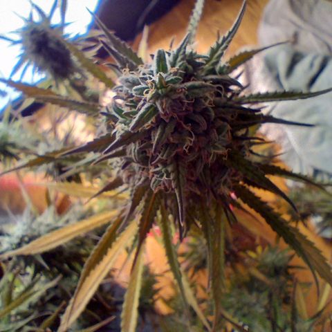 Apple Fritter Automatic growlog timeline photo