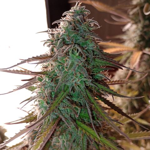 Apple Fritter Automatic growlog timeline photo