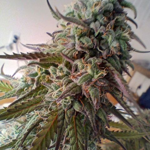 Apple Fritter Automatic growlog timeline photo