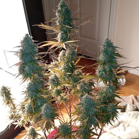 Apple Fritter Automatic growlog timeline photo