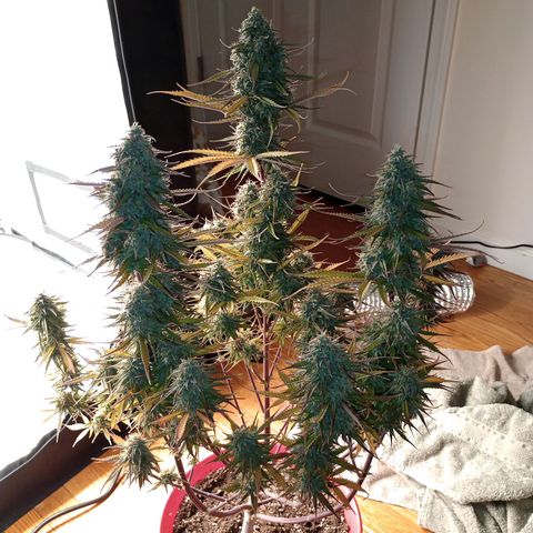 Apple Fritter Automatic growlog timeline photo